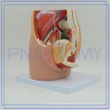 PNT-0580 cuadros del sistema reproductivo femenino tamaño de la vida imprimen